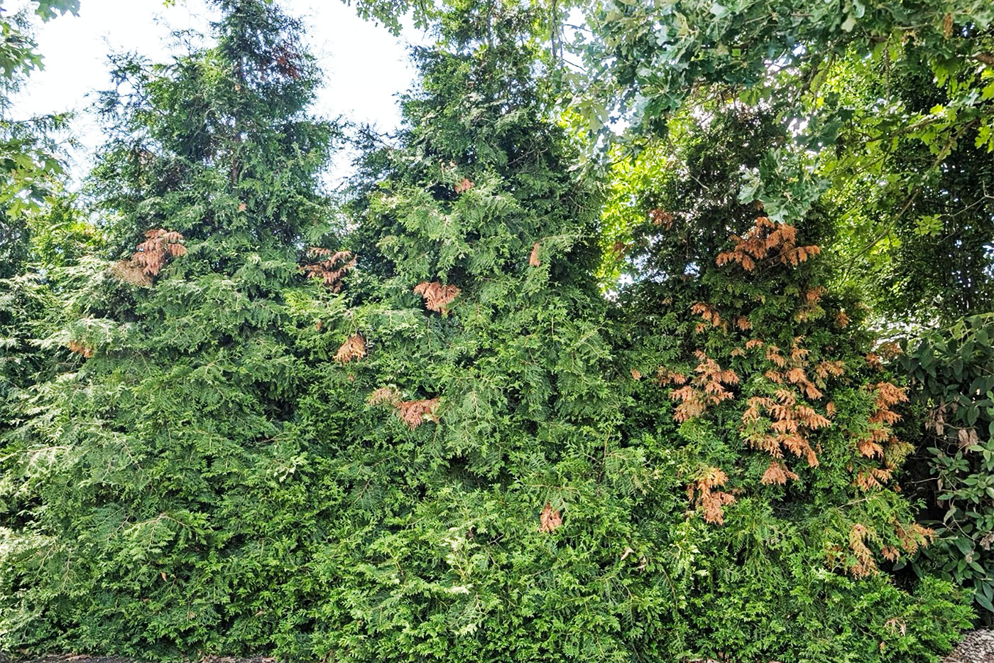 evergreen trees showing sporatic clusters of brown needles
